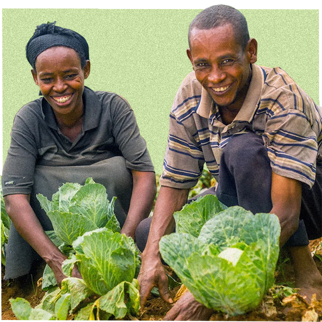 a man and women farmer planting veg