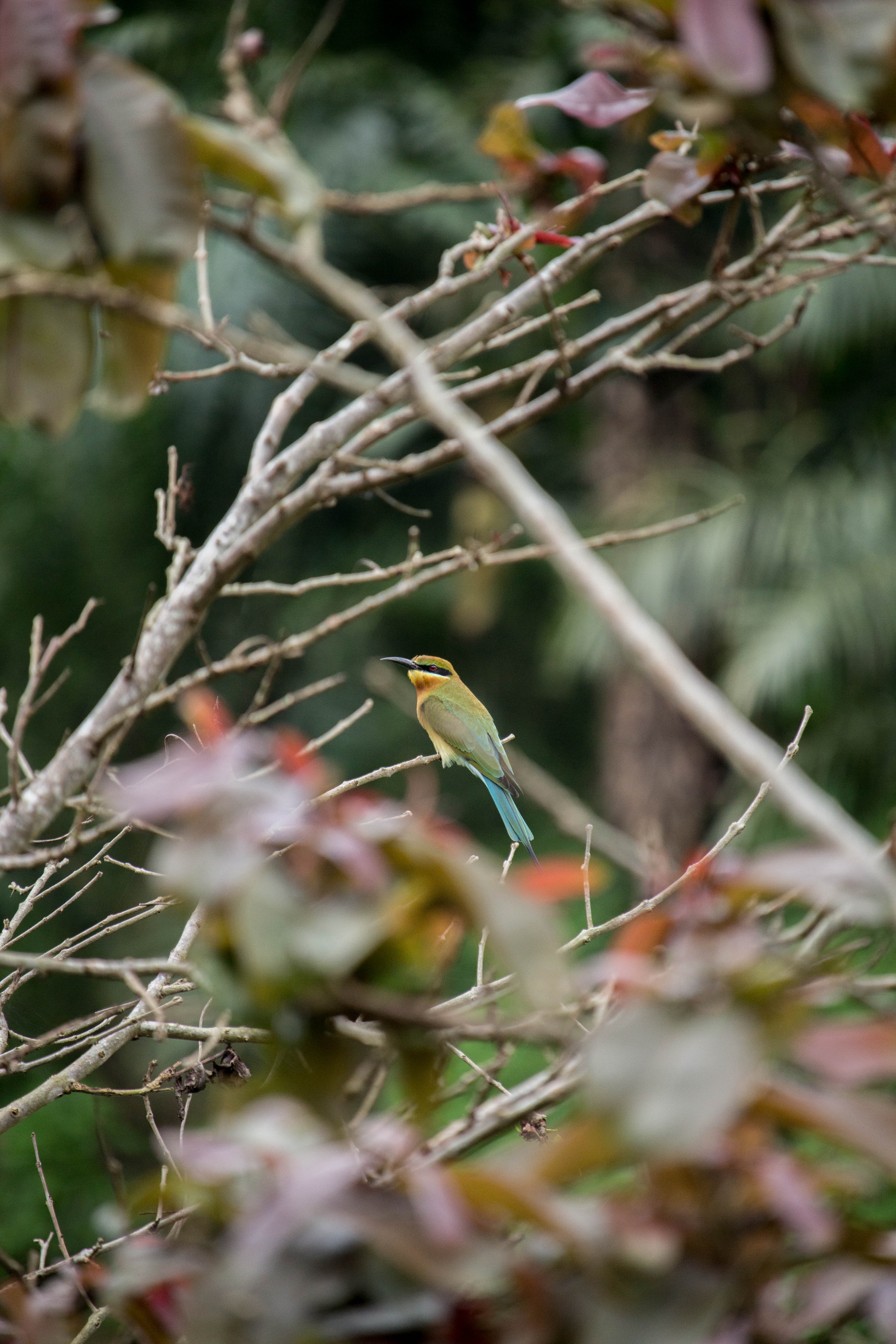 InnocentDrinks, bird on a tree