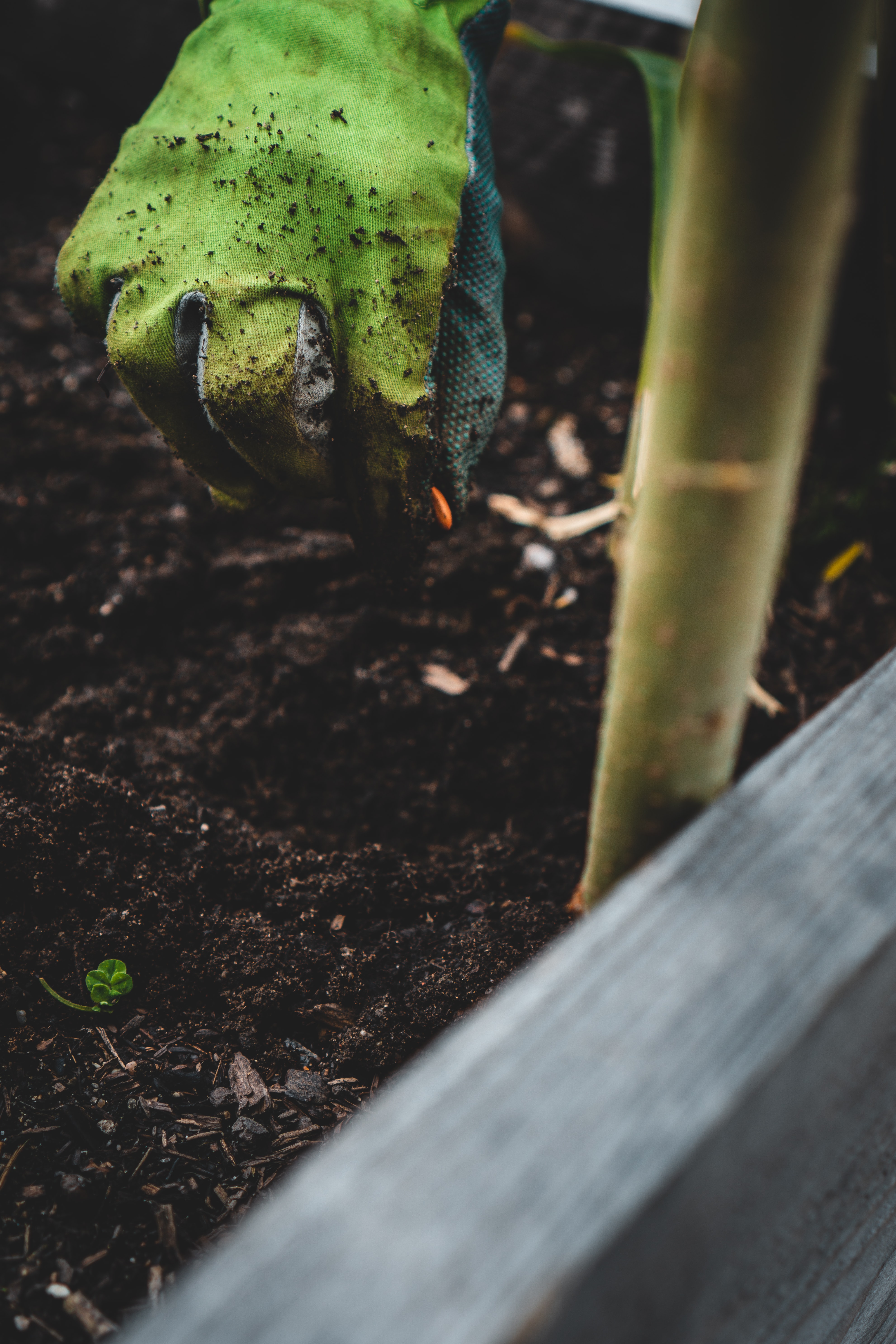 InnocentDrinks, planting