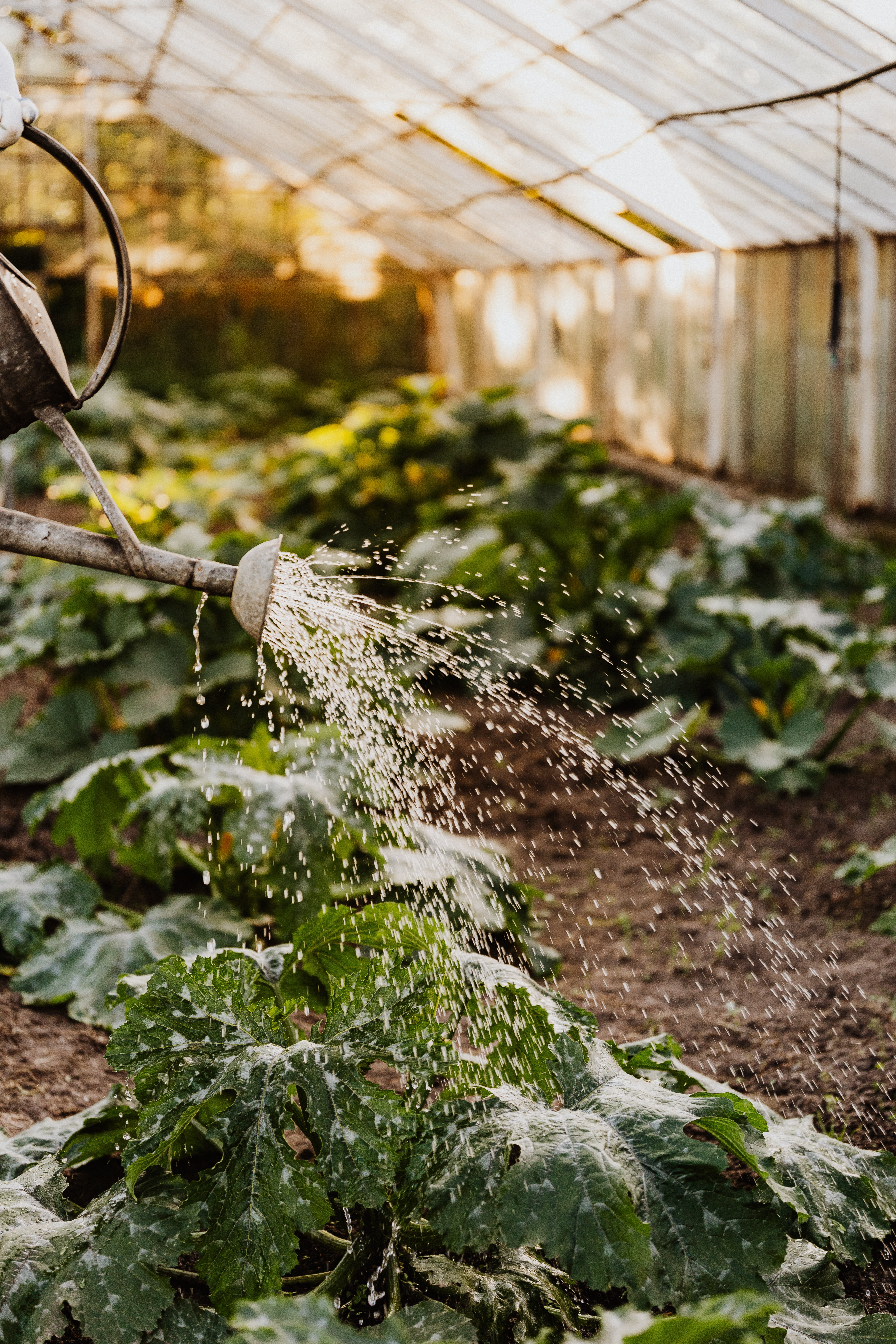 InnocentDrinks, flowering garden