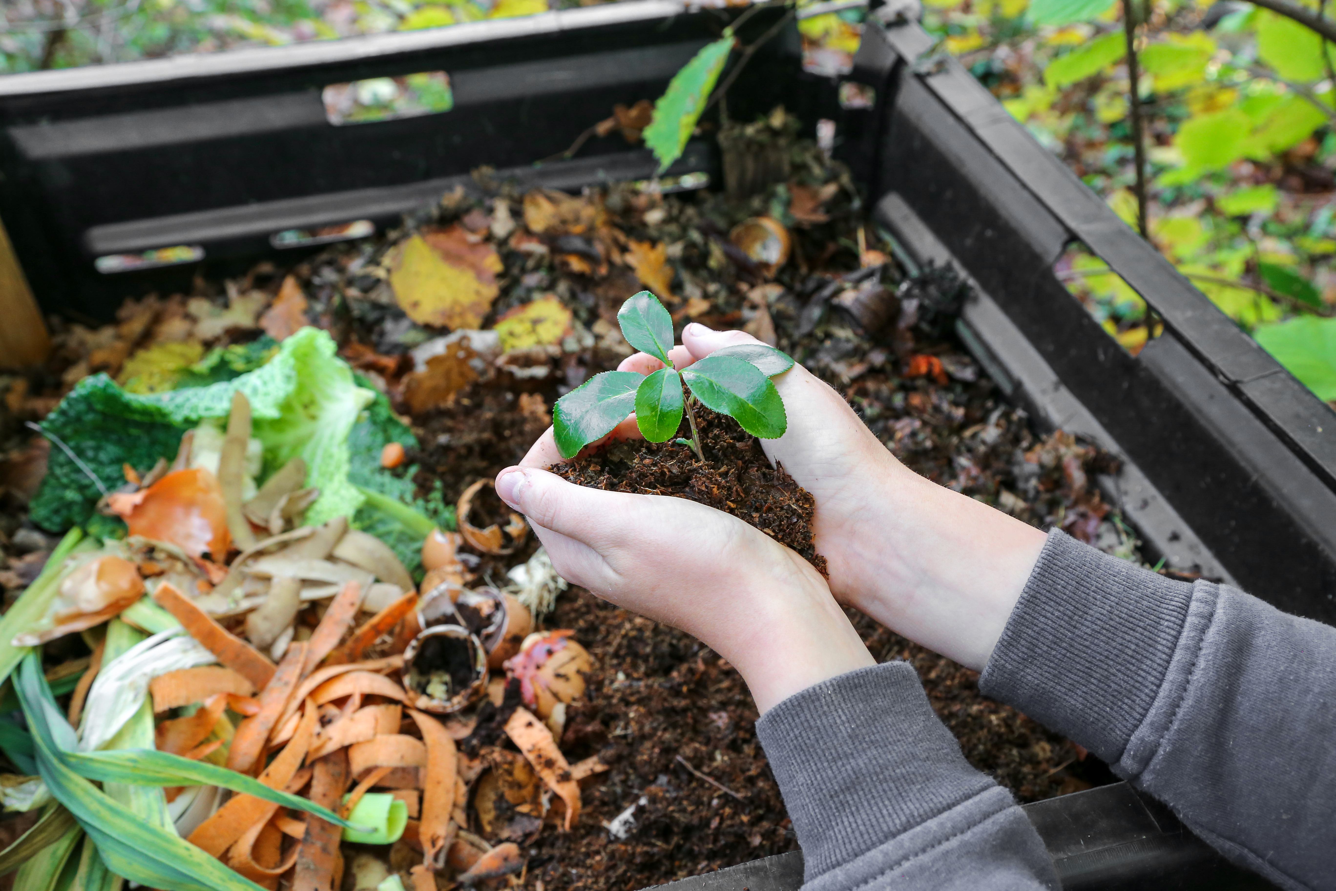InnocentDrinks, Planting outside