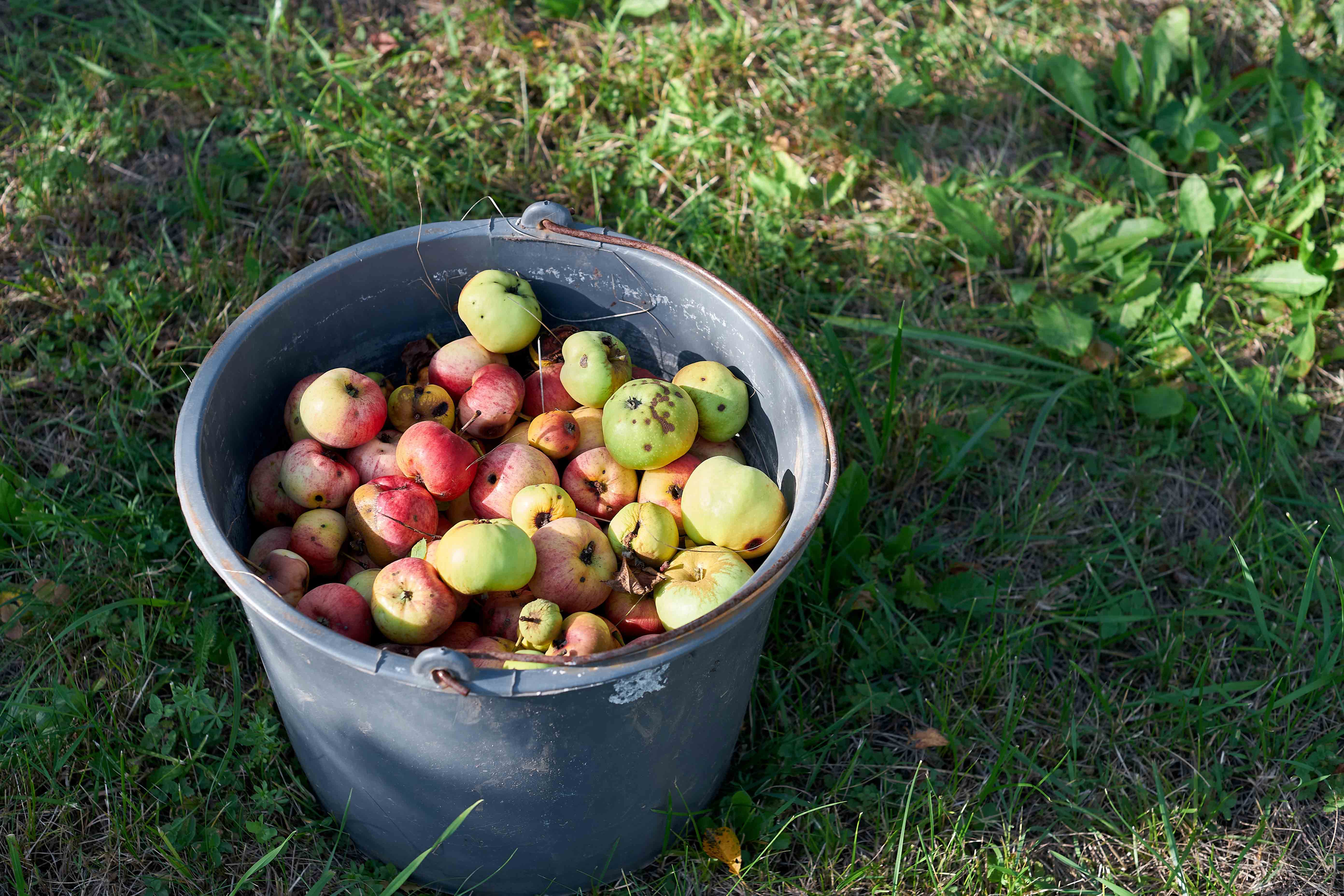 InnocentDrinks, bucket of apples