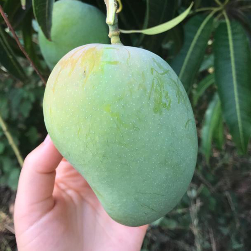 image of a large mango fruit
